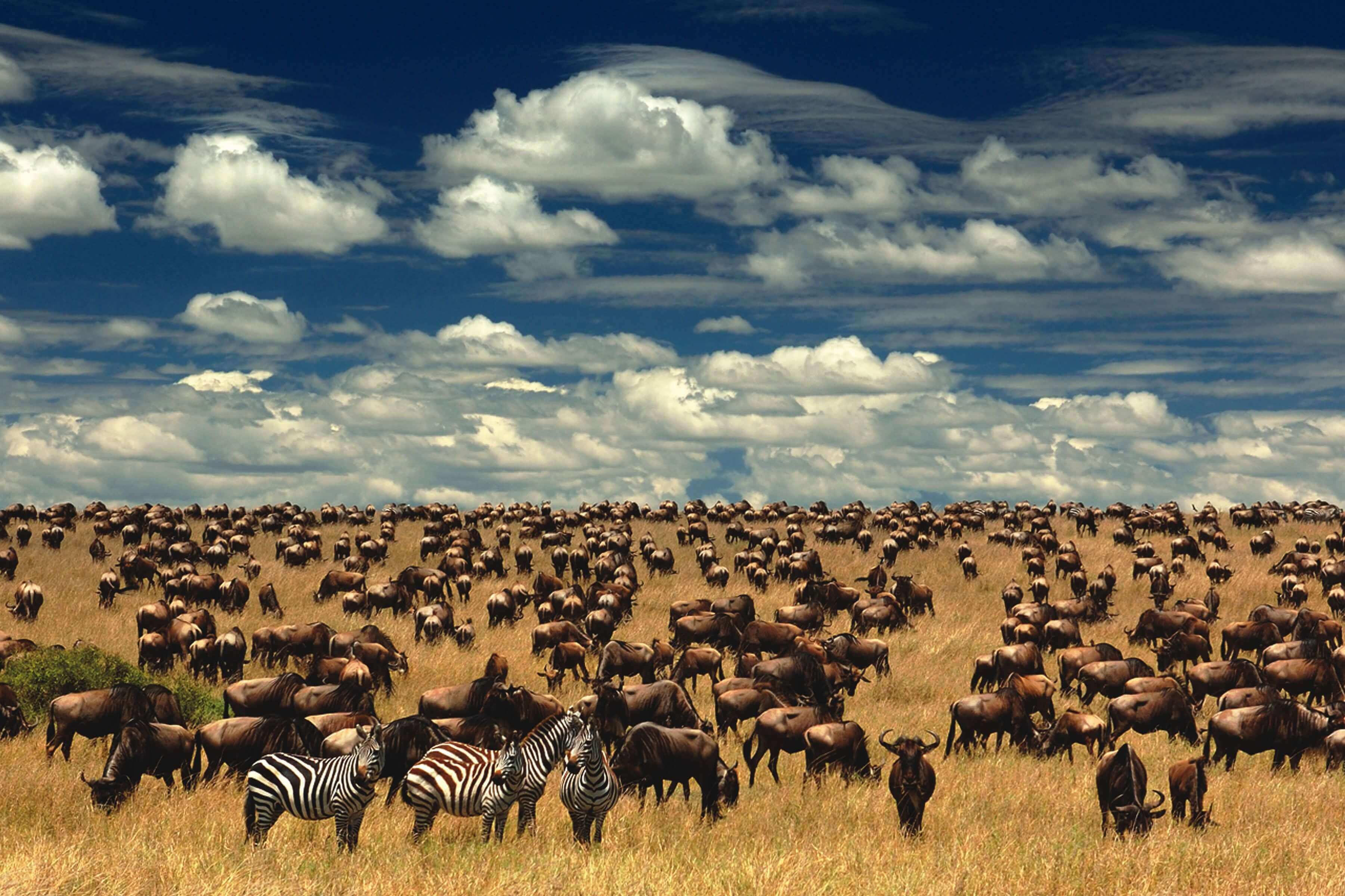 The Great Migration